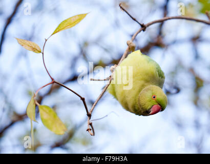 Swirls and Whirls of Weighted Branches. A flock of green parrots live in Kensington Garden. Stock Photo