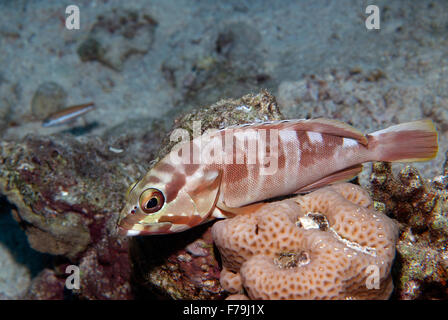 Blacktip grouper, Epinephelus fasciatus, Serranidae, Sharm el Sheikh, Red Sea, Egypt Stock Photo
