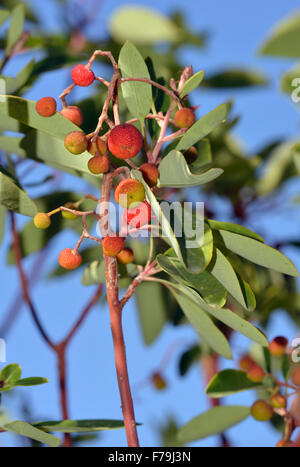 Eastern Strawberry-tree - Arbutus andrachne Fruit on tree Stock Photo