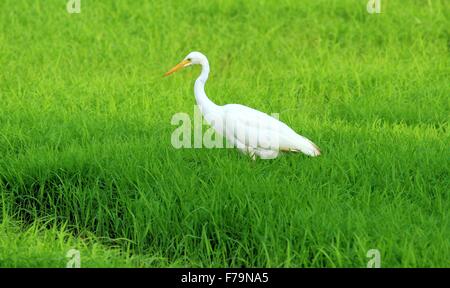 A white heron standing in a field of rice Stock Photo