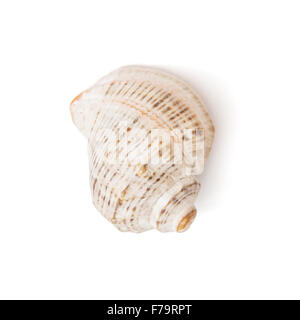 Beautiful seashell isolated on the white background.