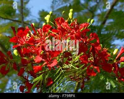 Royal poinciana, Flamboyant, Flame tree (Delonix regia), blooming Flame