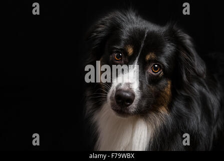 Young miniature Australian Shepherd portrait on black Stock Photo