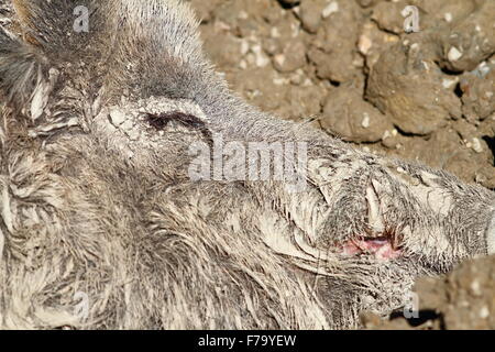 camouflage of wild boar fur in mud, detail ( Sus scrofa ) Stock Photo