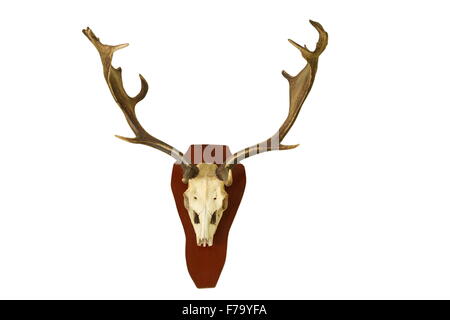 fallow deer hunting trophy isolated on white background, full length ( Dama ) Stock Photo