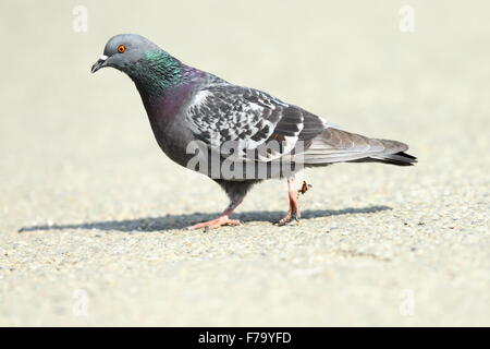 feral pigeon ( Columba livia ) walking on park alley, full length Stock Photo