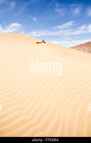 Sandboarding on the dunes of Alto los Verdes, in Atacama Desert. Iquique, Tarapaca Region, Chile. Stock Photo