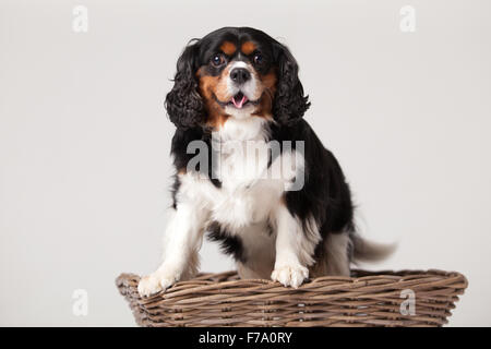 Happy dog photographed in the studio on a white background Stock Photo