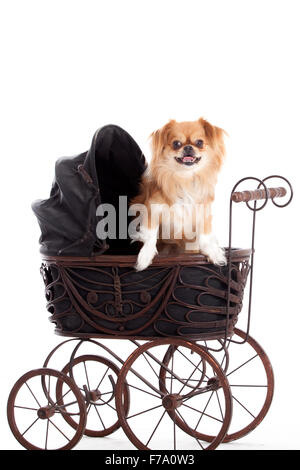 Happy dog photographed in the studio on a white background Stock Photo