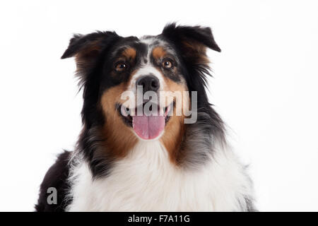 Happy dog photographed in the studio on a white background Stock Photo