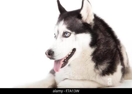 Happy dog photographed in the studio Stock Photo