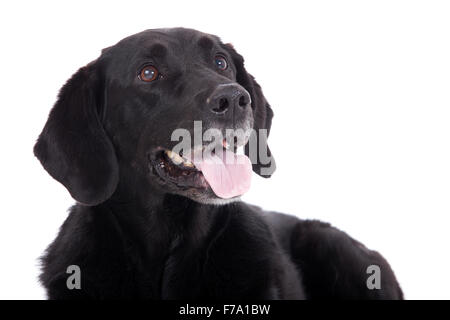 Happy dog photographed in the studio on a white background Stock Photo