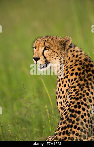 Cheetah portrait Stock Photo