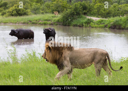 A male lion patrolling the side of a waterhole into which two buffalo have escaped with two lions looking on from the distant ba Stock Photo