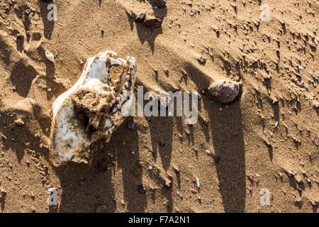 Skull of a dog on the sand at Atacama Desert. Iquique, Tarapaca Region, Chile. Stock Photo