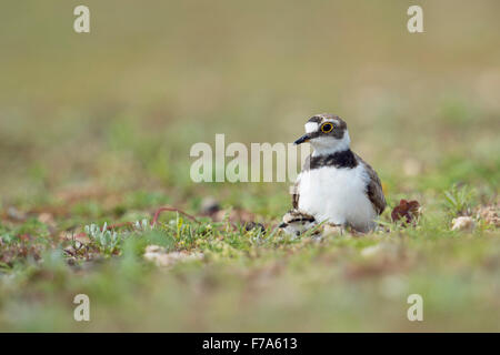 Little Ringed Plover / Flussregenpfeifer ( Charadrius hiaticula ) gathering its chicks protectively under its plumage. Stock Photo