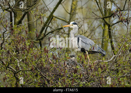 Adult Grey Heron / Graureiher ( Ardea cinerea ) stands on the edge of a nest, protecting its chicks. Stock Photo