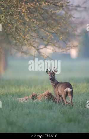 Roe deer ( Capreolus capreolus ) stands in an orchard close to urban settlement, on a hazy sunny morning, in front of a haystack Stock Photo