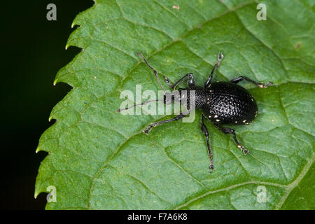 Lightspotted snout weevil, Hellgefleckter Dickmaulrüssler, Dickmaulrüßler, Dickmaul-Rüssler, Otiorhynchus gemmatus Stock Photo