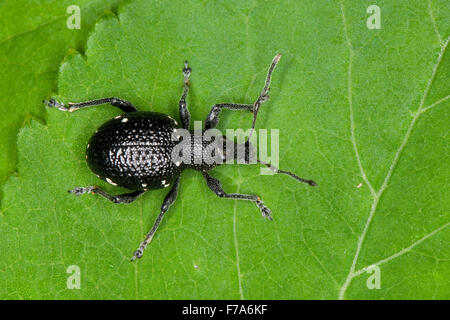 Lightspotted snout weevil, Hellgefleckter Dickmaulrüssler, Dickmaulrüßler, Dickmaul-Rüssler, Otiorhynchus gemmatus Stock Photo