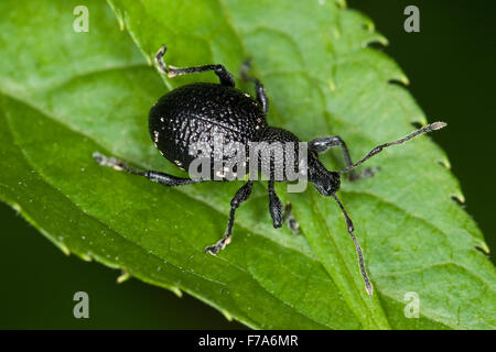 Lightspotted snout weevil, Hellgefleckter Dickmaulrüssler, Dickmaulrüßler, Dickmaul-Rüssler, Otiorhynchus gemmatus Stock Photo