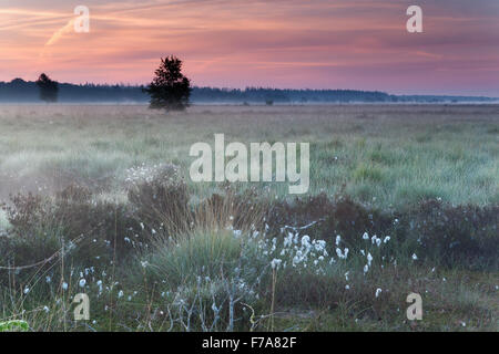 beautiful misty sunrise on marsh, Netherlands Stock Photo