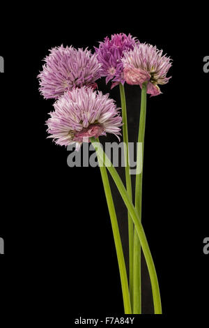 Closeup on chive flowers on black background Stock Photo