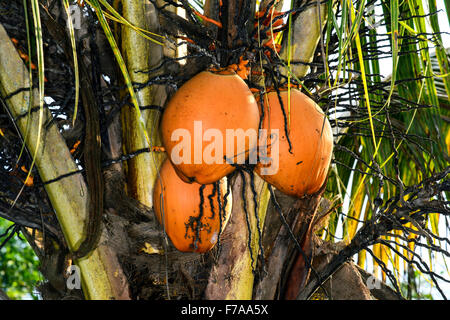 Coconut palm tree (Cocos nucifera) with ripe coconuts, Choco rainforest, Ecuador Stock Photo