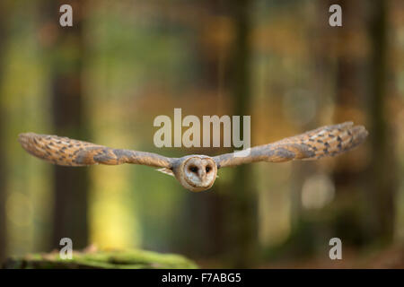 Barn Owl / Schleiereule ( Tyto alba ) in flight through an autumnal colored open woods. Stock Photo
