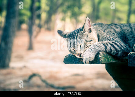 Cute domestic kitten sleeping outdoor on a table Stock Photo