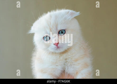 closeup portrait of scottish fold kitten Stock Photo