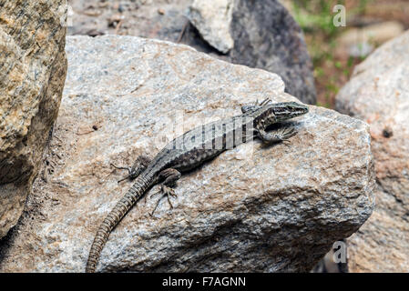 Sunning common wall lizard (Podarcis muralis / Lacerta muralis) basking in the sun on rock Stock Photo