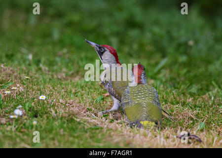 European green woodpecker (Picus viridis) female with juvenile searching for ants in grassland Stock Photo