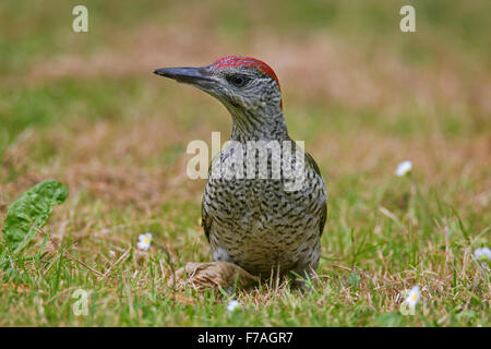 European green woodpecker (Picus viridis) juvenile foraging in meadow Stock Photo