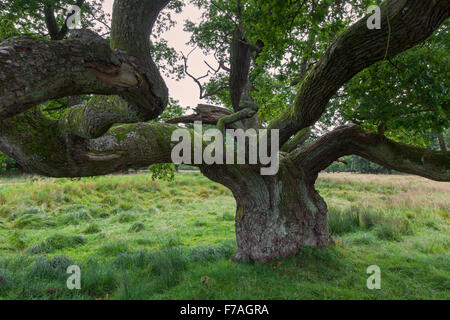Solitary English Oak tree in the landscape Stock Photo - Alamy