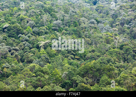 Dense jungle canopy on a steep slope. Multi coloured foliage giving a rich natural pattern. Stock Photo
