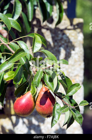 Pears growing in a walled garden UK Stock Photo