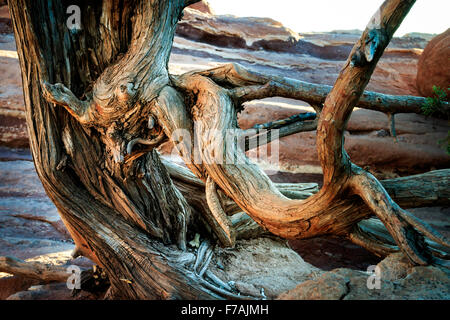 Gnarled, twisted tree at Garden of the Gods in Colorado Springs, CO, USA Stock Photo