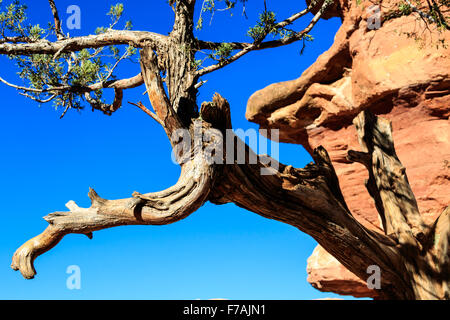 Gnarled, twisted tree at Garden of the Gods in Colorado Springs, CO, USA Stock Photo