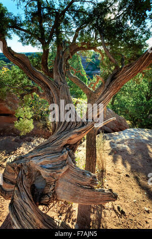 Gnarled, twisted tree at Garden of the Gods in Colorado Springs, CO, USA Stock Photo