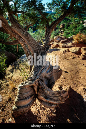 Gnarled, twisted tree at Garden of the Gods in Colorado Springs, CO, USA Stock Photo