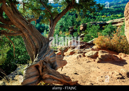 Gnarled, twisted tree at Garden of the Gods in Colorado Springs, CO, USA Stock Photo