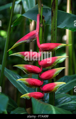 Close-up of a Hanging Lobster-claw (Heliconia rostrata) flower (also known as False Bird of Paradise). Stock Photo
