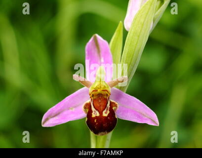 A bee orchid growing in the wild on limestone grassland in Derbyshire England UK Stock Photo