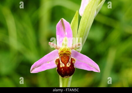 A bee orchid growing in the wild on limestone grassland in Derbyshire England UK Stock Photo