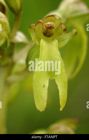 Detail of a twayblade orchid in a wildflower meadow in Derbyshire England UK Stock Photo
