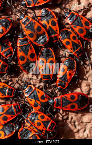 The firebug, Pyrrhocoris apterus Firebugs insect bugs Stock Photo