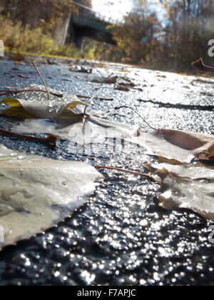 A very low angle of a wet bike path after an autumn rain on the Ashuwillticook Rail Trail in Adams, Massachusetts. Stock Photo