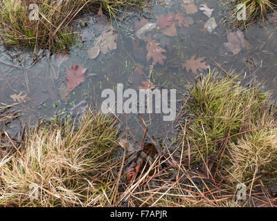 Water and plants in a shallow pond in Williamstown, Massachusetts. Stock Photo