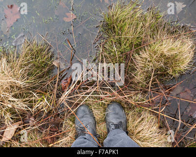 Someone looks down at water and plants in a shallow pond in Williamstown, Massachusetts. Stock Photo